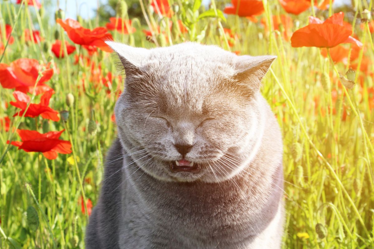 Chat qui éternue : Faut-il s'inquiéter ?