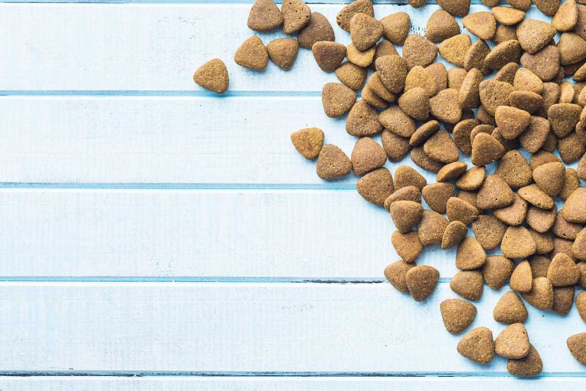 Des croquettes sans céréales pour le bien-être de votre chat