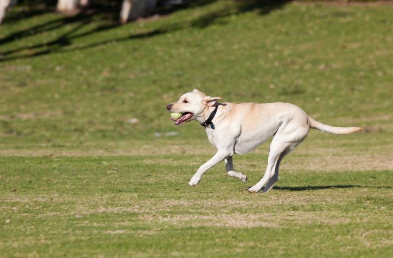 Découvrez le Lucratif Monde de l'Élevage Canin