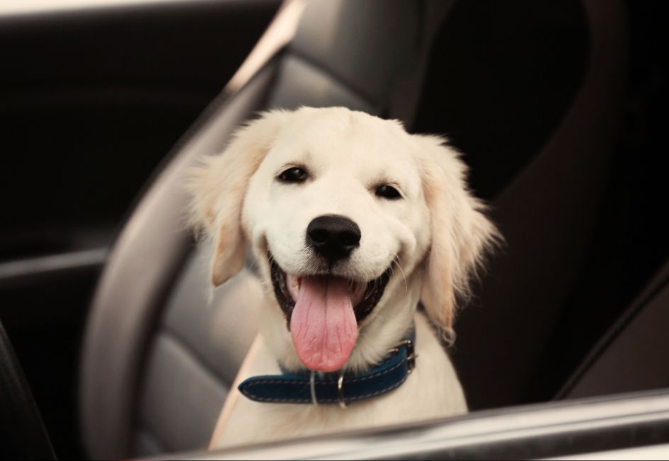 Comment aménager sa voiture pour conduire plusieurs heures avec son labrador ?
