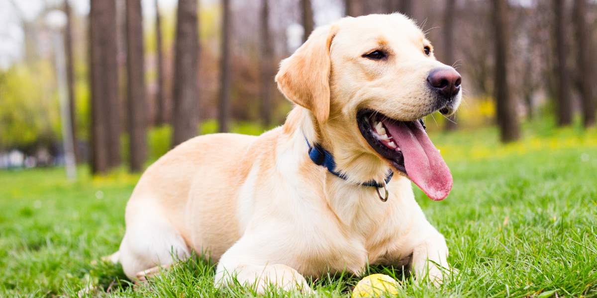 Tout ce qu'il faut savoir pour adopter un labrador